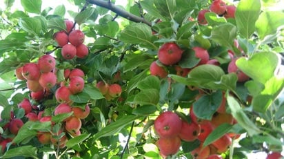 Эффективные методы и советы для выращивания здорового и урожайного яблоневого сада