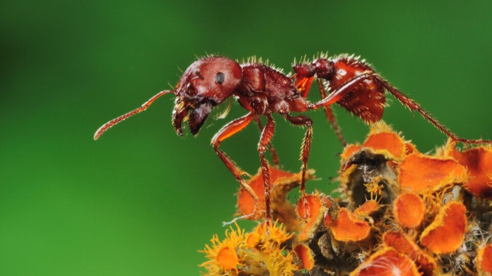 Вредят ли муравьи томатам?