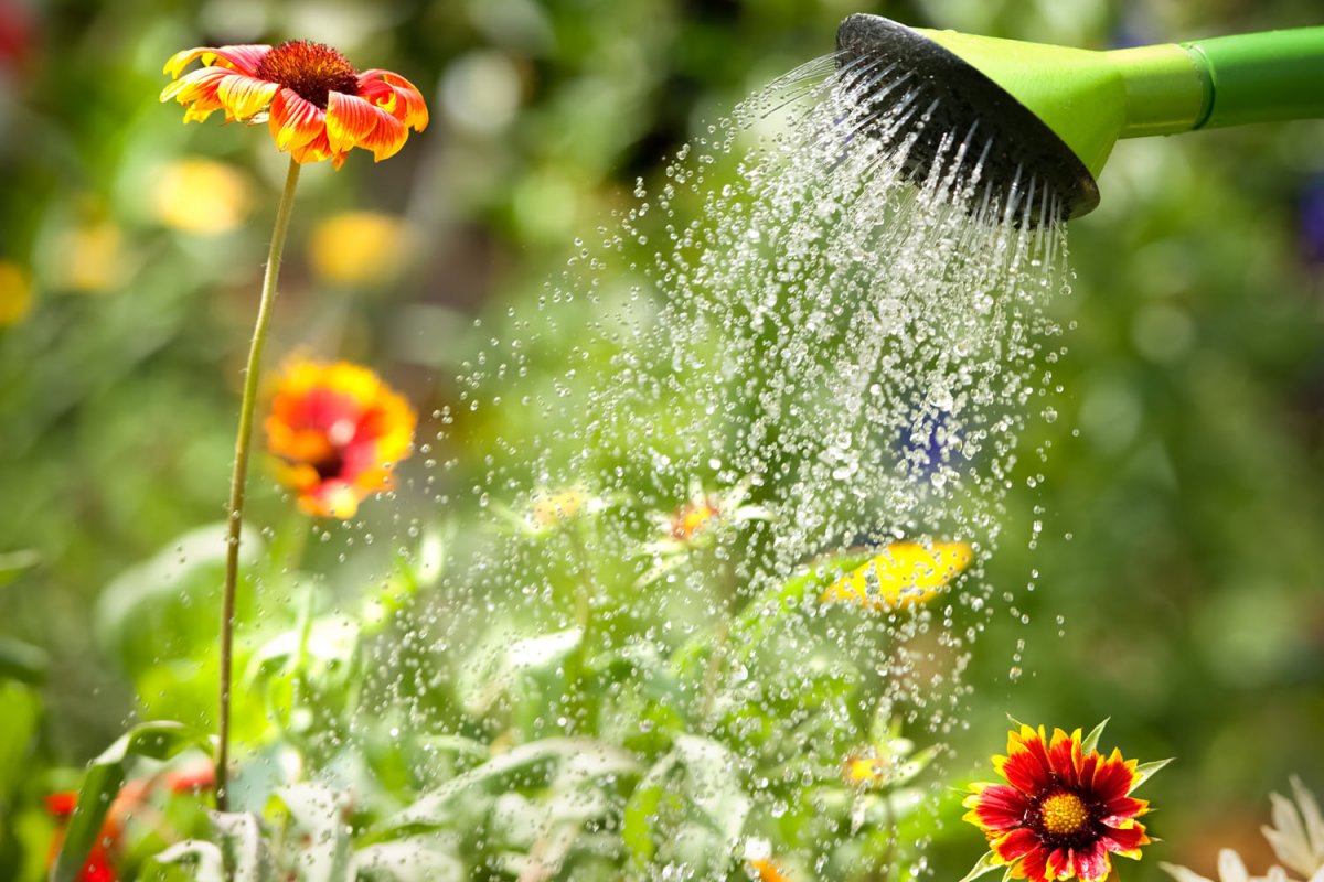 Основные правила полива цветов и растений в жаркую погоду