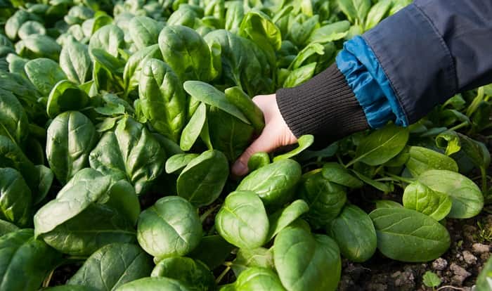 Как выращивать шпинат: советы профессионалов для достижения богатого урожая