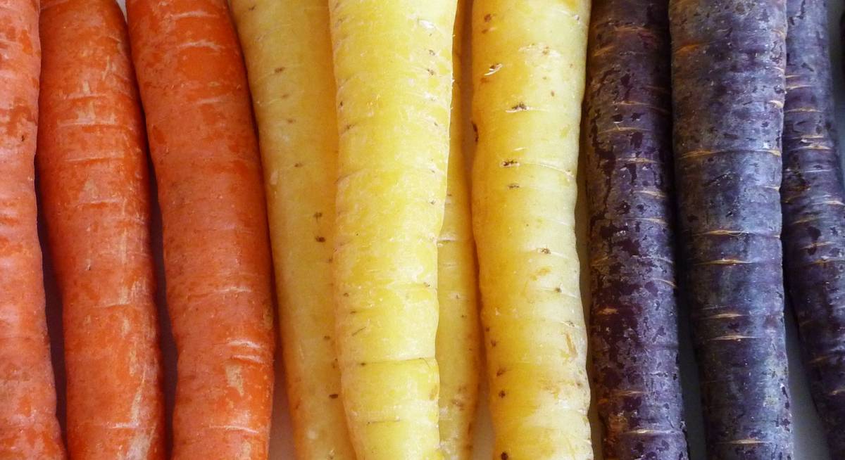 Выбираем лучшие сорта моркови для выращивания на открытом грунте: советы от профессионала