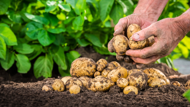 Как быстро размножить картофель