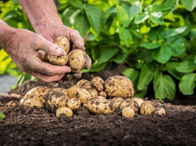 Картофель технология выращивания из семян