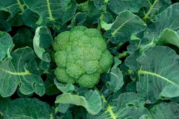 Как вырастить вкусную и полезную зелень в своем саду: секреты выращивания брокколи