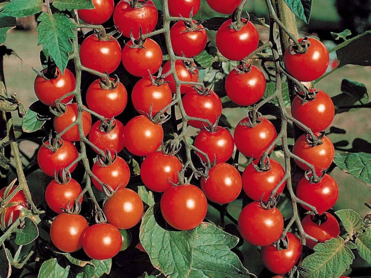new sposob tomatos
