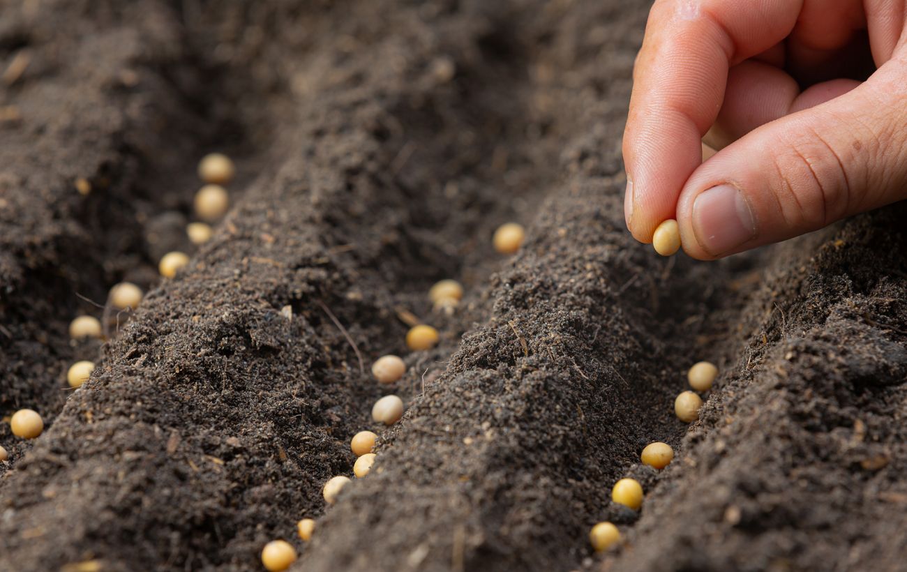 Как выбрать качественные семена для выращивания рассады