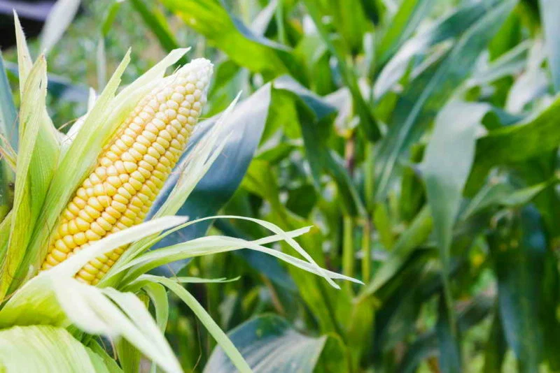 Секреты успешного урожая кукурузы на огороде