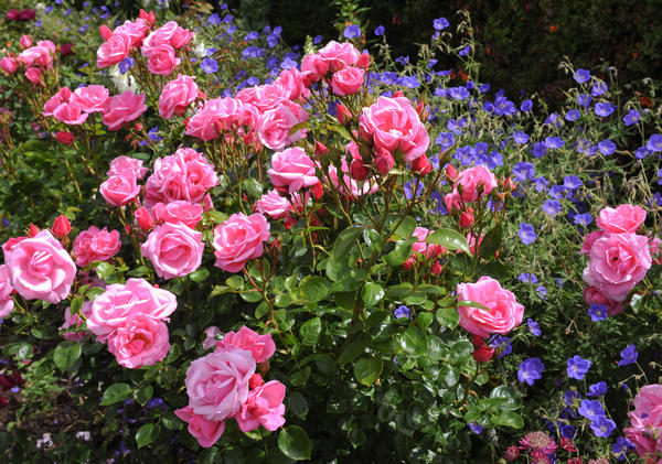 pink roses (rosa) in devon, england, uk