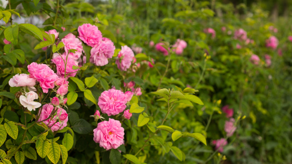 Розы в саду. как правильно выбрать саженец: 10 советов садовода