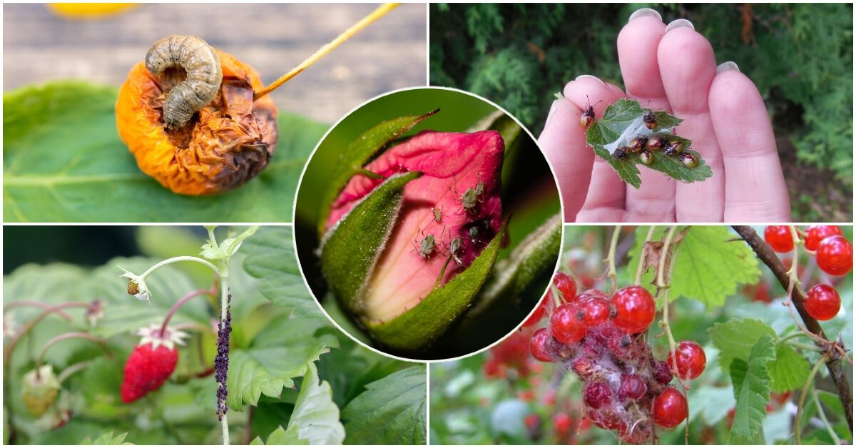 Узнайте, как защитить ваши растения от опасных вредителей уже сегодня